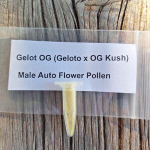 Gelot OG (Geloto x OG Kush) Male Auto-Flower Pollen 0.5 mil vial