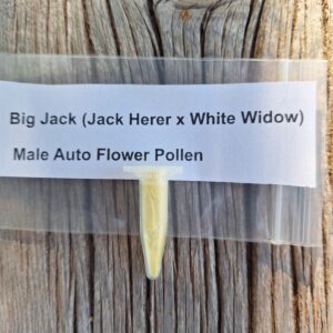 Big Jack (Jack Herer x White Widow) Male Auto-Flower Pollen 0.5 mil vial