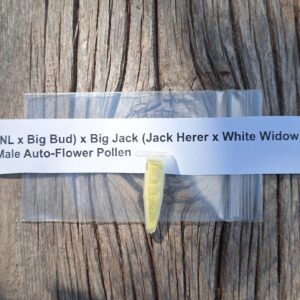 (NL x Big Bud) x Big Jack (Jack Herer x White Widow) Male Auto-Flower Pollen 0.5 mil vial