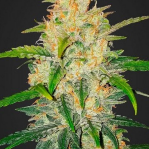 Zkittlez x Big Jack (Jack Here x White Widow) Auto-Flower Regular Seeds 13pk